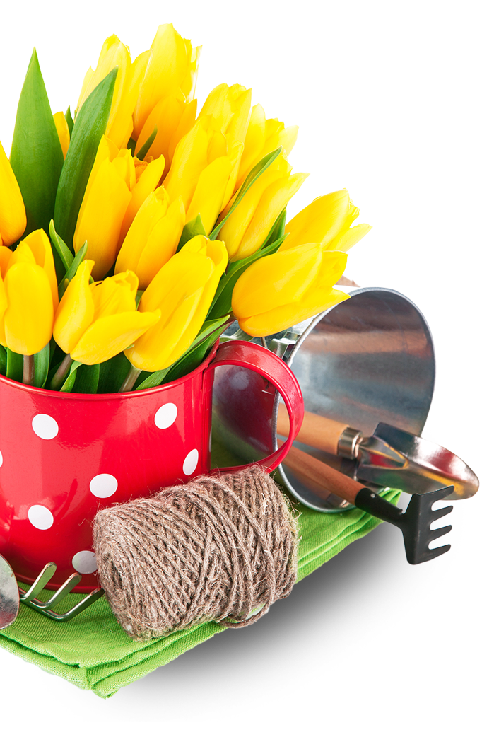flower-img
