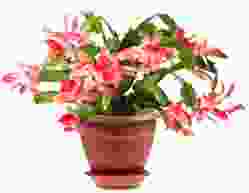flower-img1