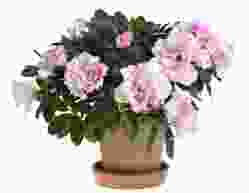 flower-img2