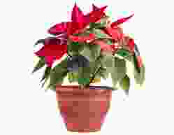 flower-img3