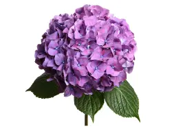 Home_IMAGES-07 Home_IMAGES-07