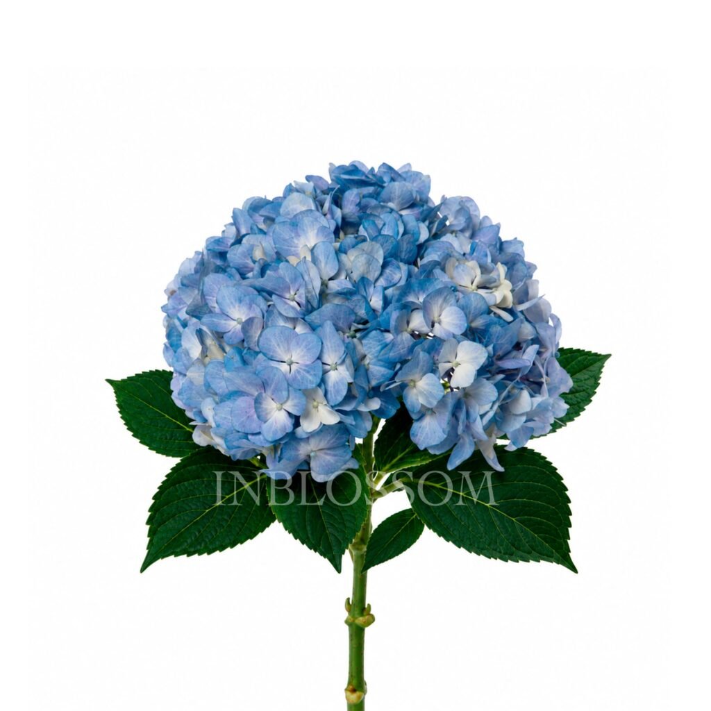 Hydrangea Blue Select by Inblossom Colombia