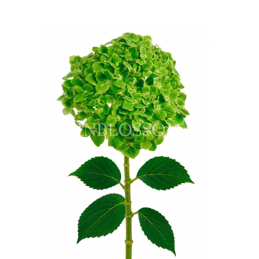 Hydrangea Green Emerald Premium by Inblossom Colombia