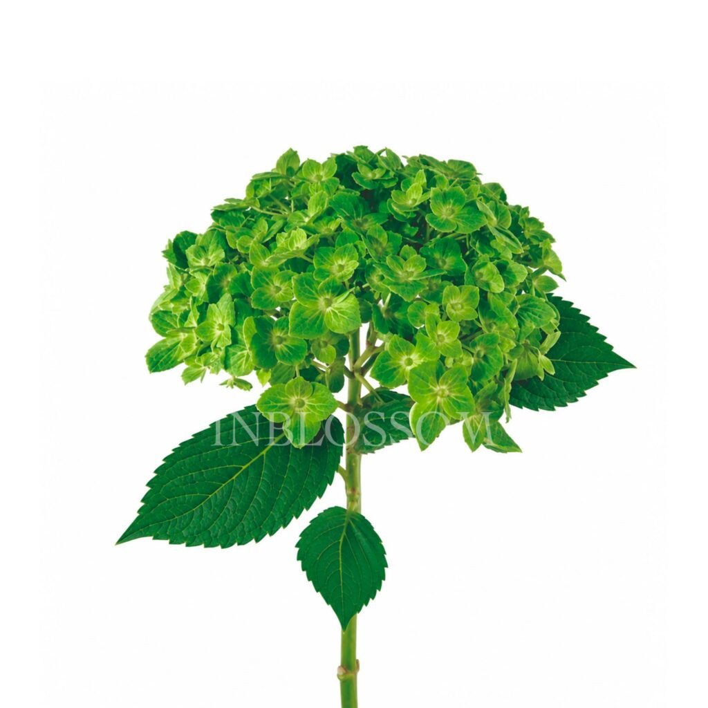 Hydrangea Green Emerald Select by Inblossom Colombia