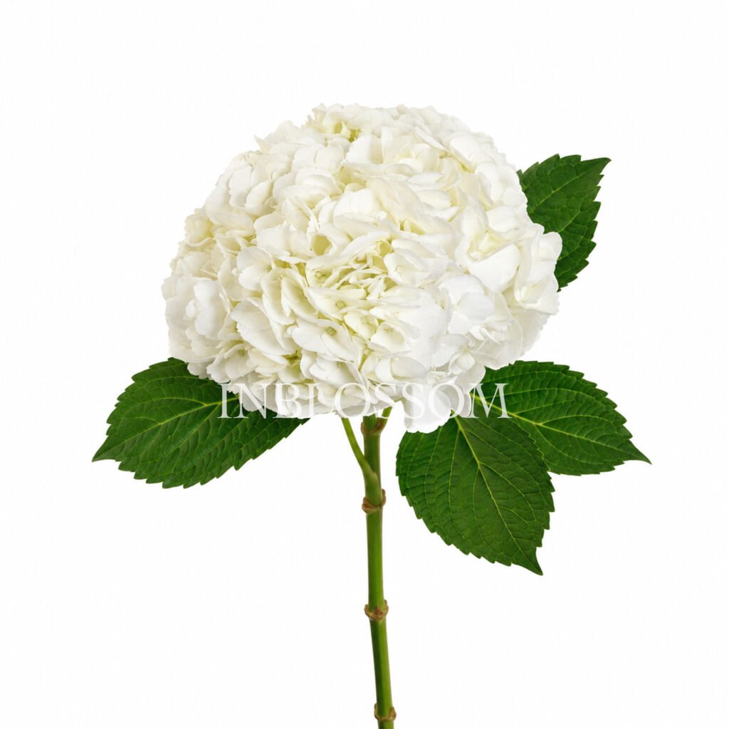 Hydrangeas White Premium by Inblossom Colombia