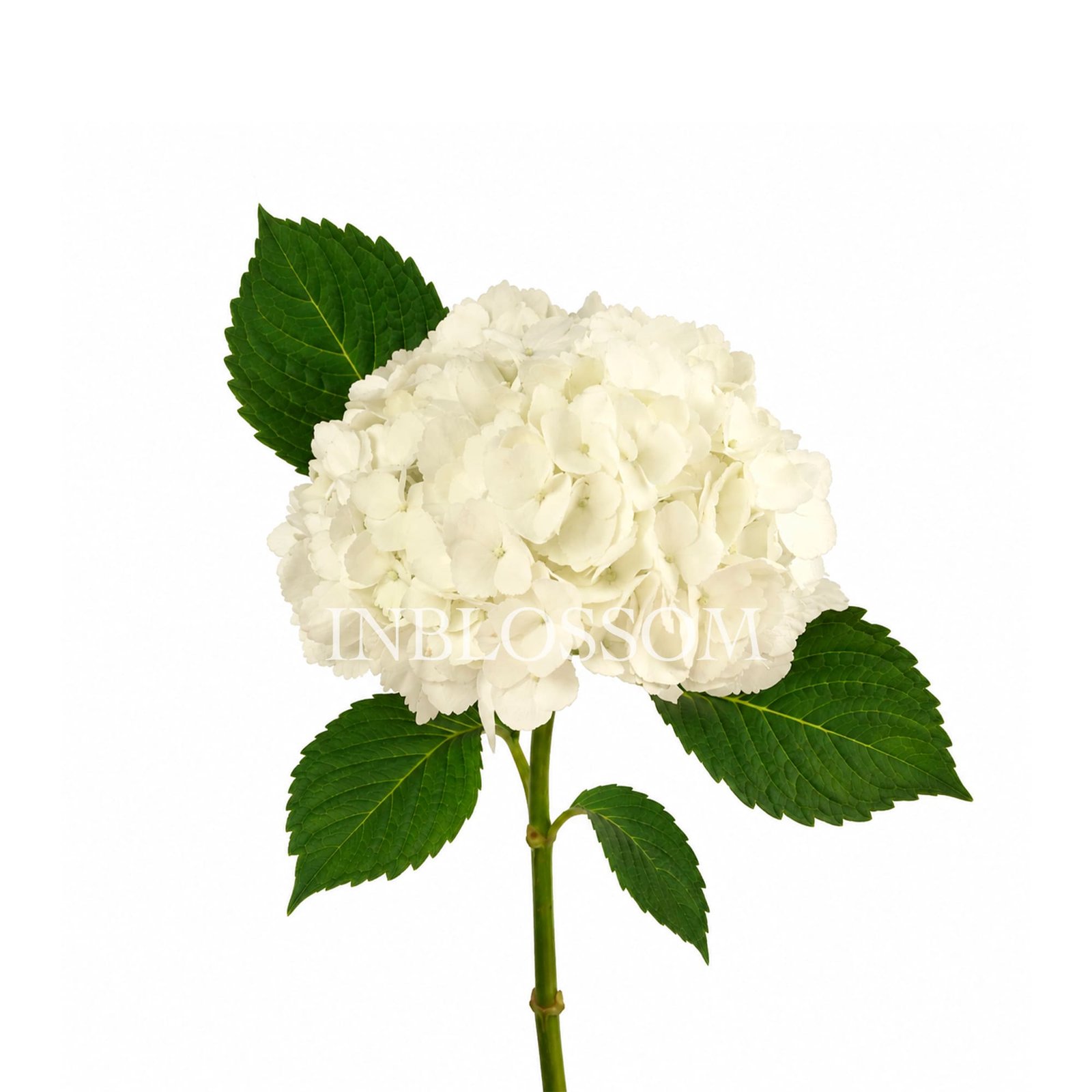 Hydrangea White Select_InblossomM1 (1)