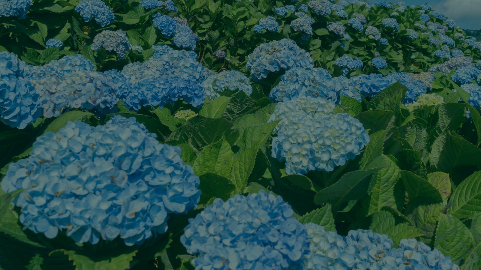 A touch of luxury to your favorite bloom