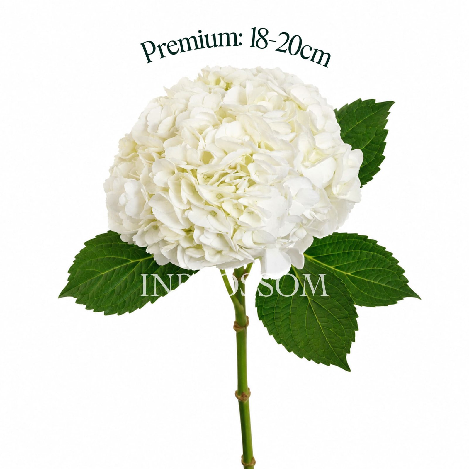 Prem (1)