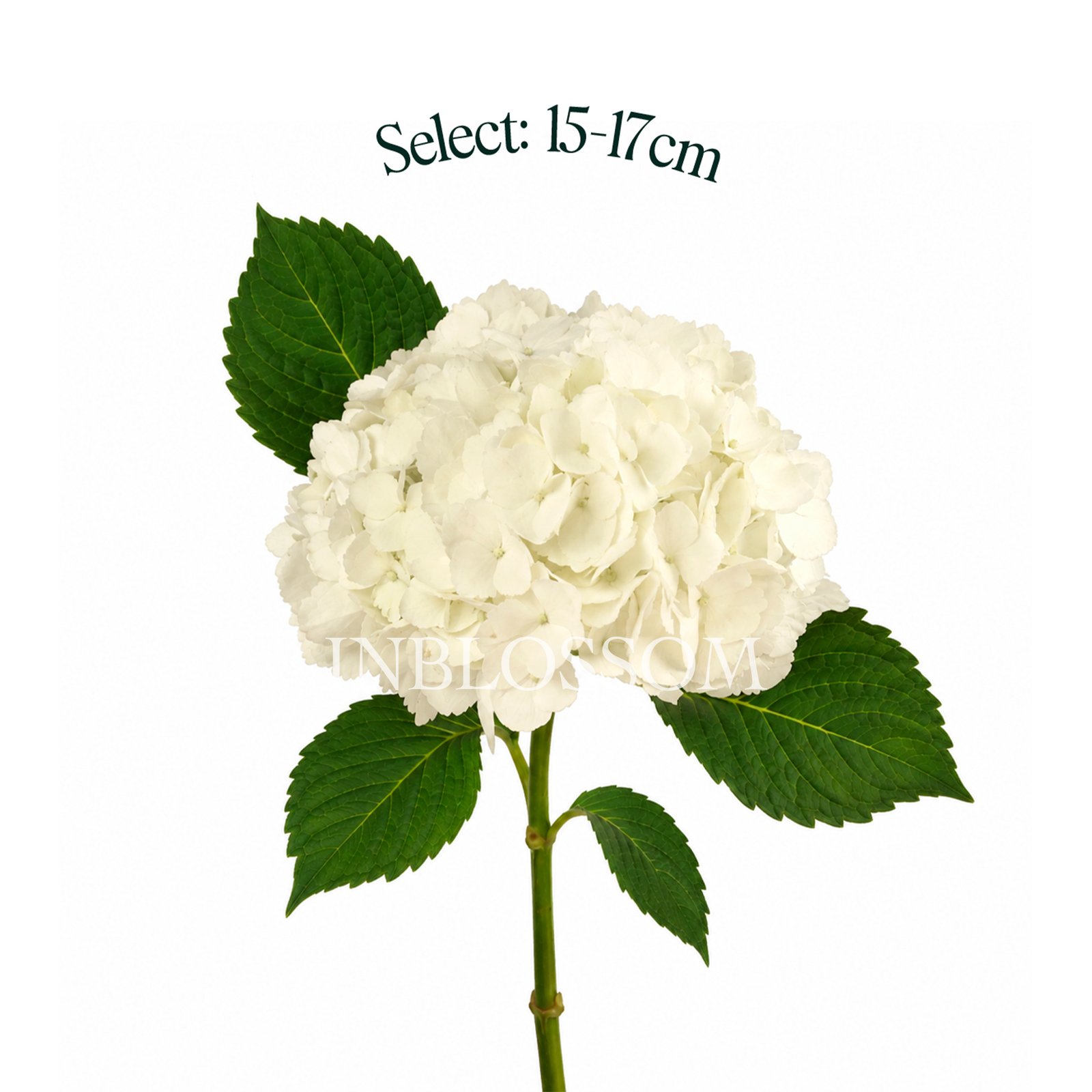 Select Grade